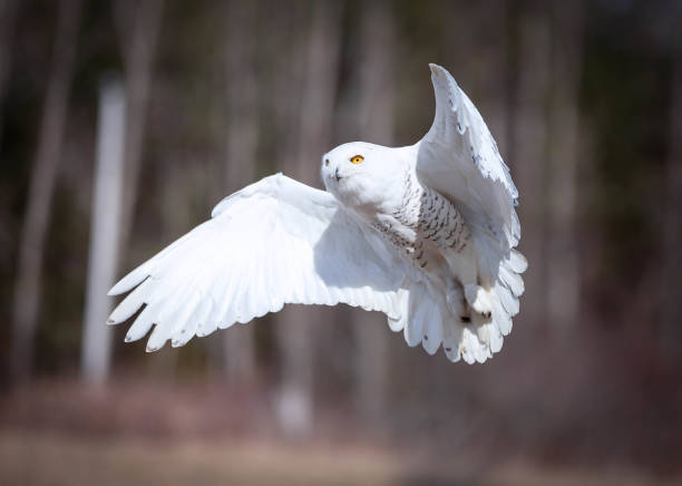 снежная сова - owl snowy owl snow isolated стоковые фото и изображения