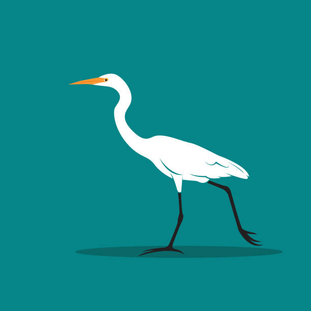 illustrazioni stock, clip art, cartoni animati e icone di tendenza di vector of heron o garzette (ciconiiformes, ardeidae) su sfondo blu. uccello, animali. - egret