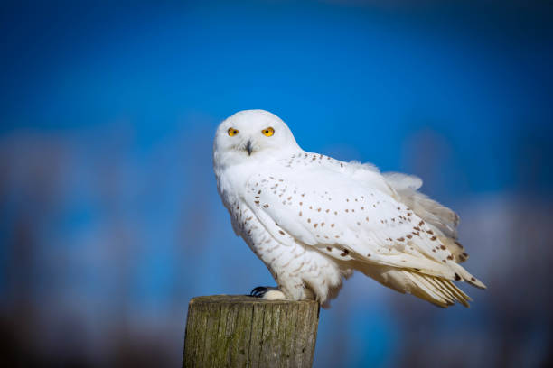 schnee-eule - owl snowy owl snow isolated stock-fotos und bilder