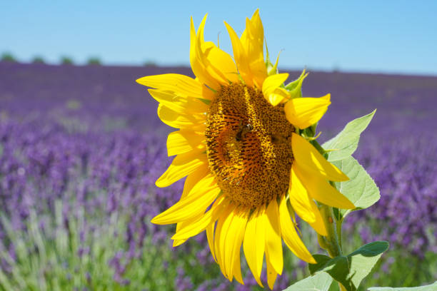 A big yellow Sunflower in foreground with purple lavender field in back ground in Valensole, France