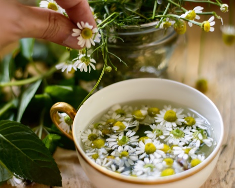 Healthy living and organic lifestyle, woman making fresh Chamomile Tea (Matricaria Recutita) with chamomile flowers and mint leaves closeup of hand picking flowers and vintage gold rim tea cup with hot water