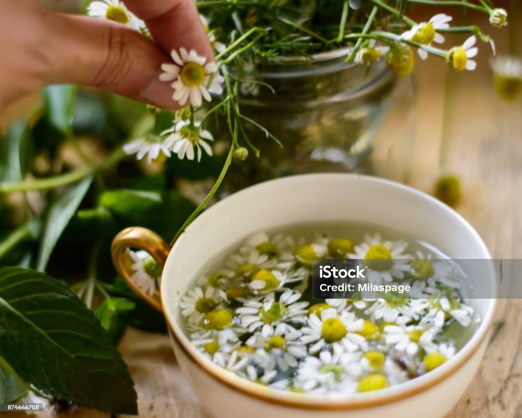 Chamomile Tea (Matricaria Recutita) Healthy living and organic lifestyle, woman making fresh Chamomile Tea (Matricaria Recutita) with chamomile flowers and mint leaves closeup of hand picking flowers and vintage gold rim tea cup with hot water Chamomile Stock Photo