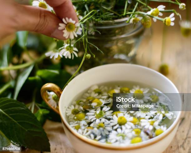 Chamomile Tea Stock Photo - Download Image Now - Chamomile, Tea - Hot Drink, Chamomile Plant