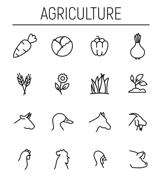 Set of agriculture icons in modern thin line style. Set of agriculture icons in modern thin line style. High quality black outline farm symbols for web site design and mobile apps. Simple agriculture pictograms on a white background. bull head man stock illustrations