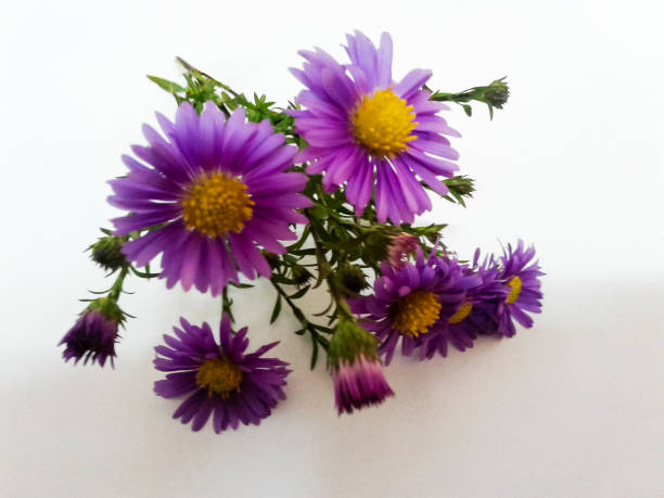istock Bouquet of purple asters 874672772