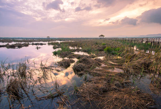 istock Bueng Bua Nature Observation Center 874673702