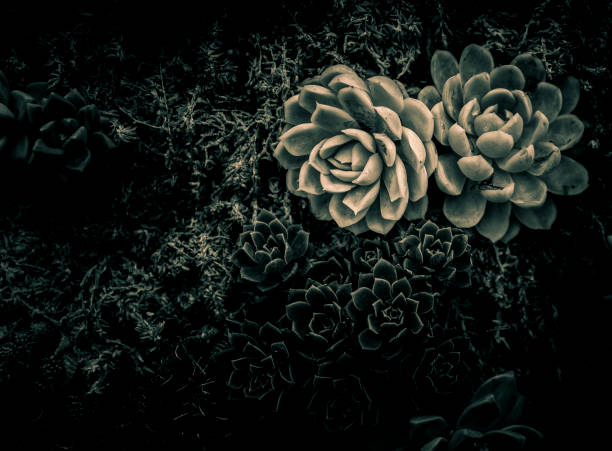 istock A group of succulent plants with green color 874673806