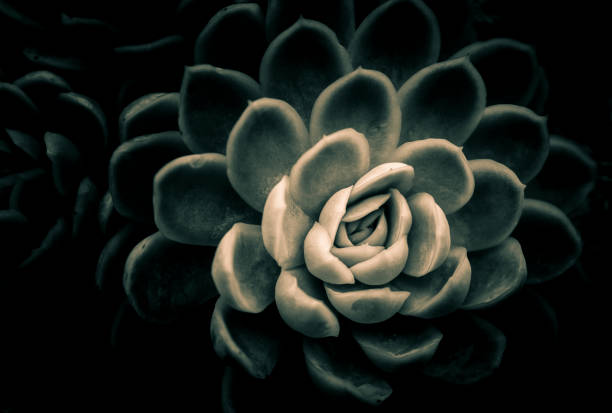 istock A group of succulent plants with green color 874673816