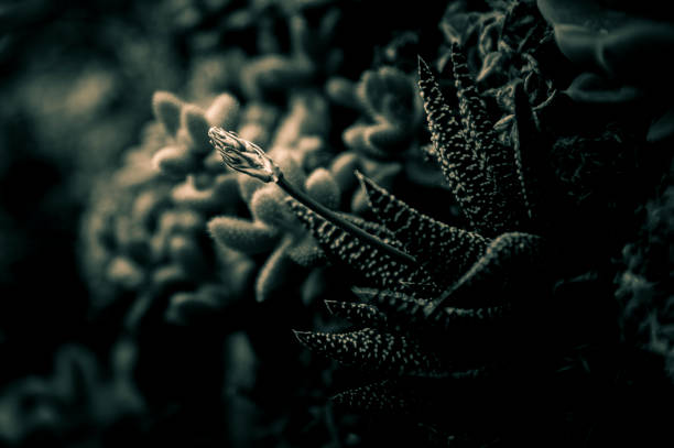 A group of succulent plants with green color