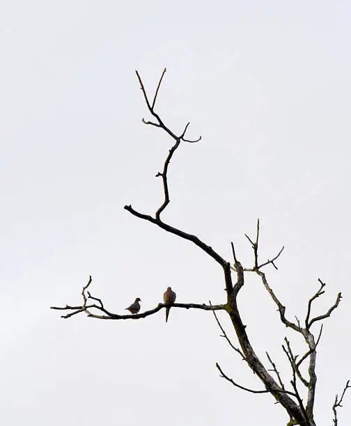 Bird on Dead Branch of Dead Tree