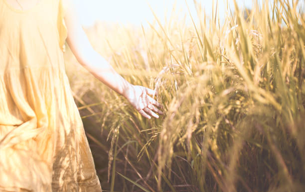 istock Child hand touching young rice with tenderness in the paddy field 874676884