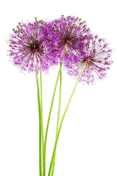 istock alium flowers isolated on white 874679574