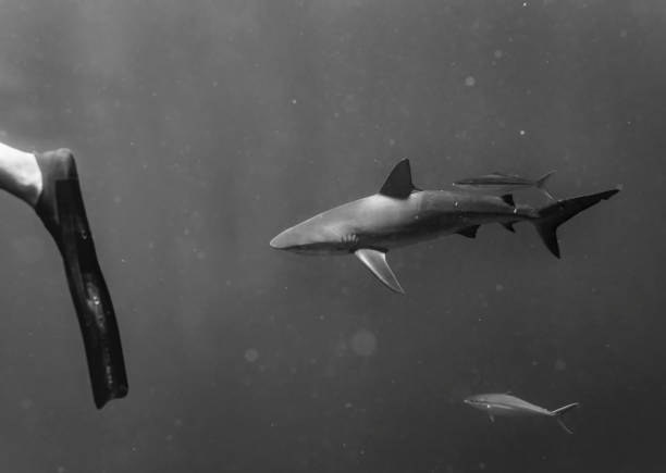 istock Swimming with sharks 874682606