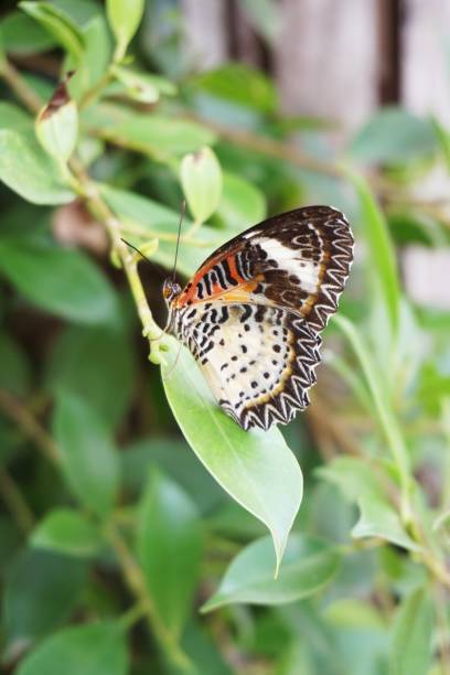istock butterfly on green leaves 874685328