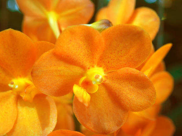 istock Macro yellow orange spotted petal Vanda orchid flower bunch 874686020