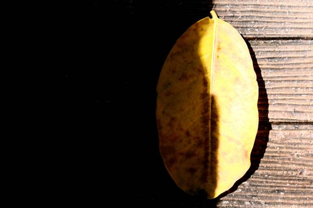 istock Dark Light and shadow on the dry leaves 874686096