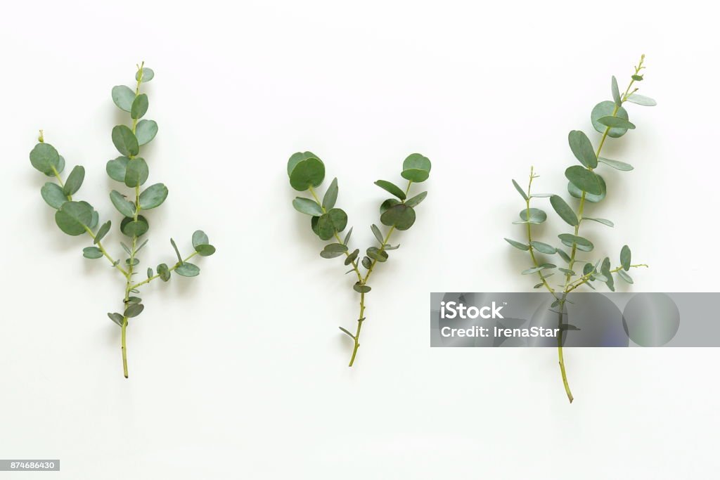 grüne Eukalyptus Zweige auf einen weißen background.abstract. Ansicht von oben - Lizenzfrei Eukalyptusbaum Stock-Foto