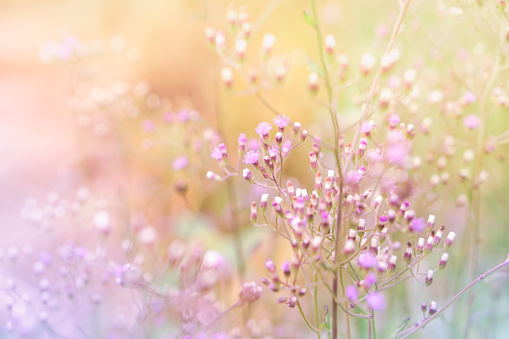 grass flower field in spring background with sunlight in pink and purple pastel tone, sweet background with glitter light and bokeh effect with copy space