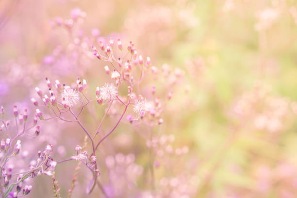 istock grass flower field in spring background with sunlight in pink pastel tone 874688856