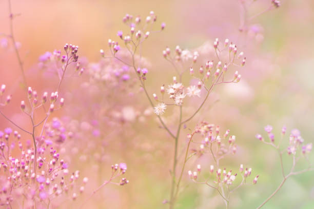 istock grass flower field in spring romance background with sunlight in pink pastel tone 874688860