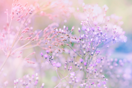 grass flower field in spring romance background with sunlight in purple pastel tone, sweet valentine background with glitter light and bokeh effect with copy space