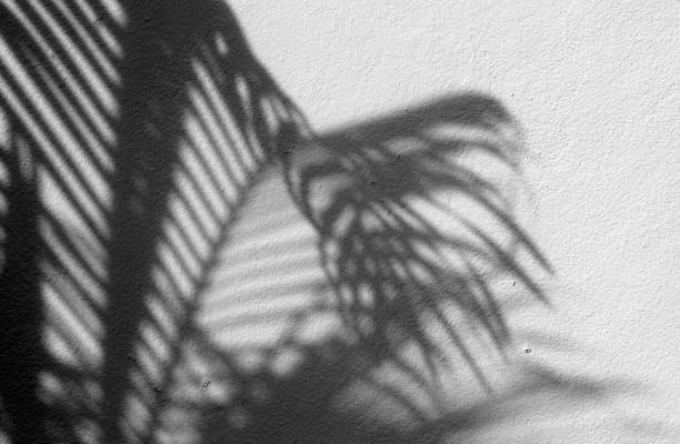 istock shadow of the leaves 874689072