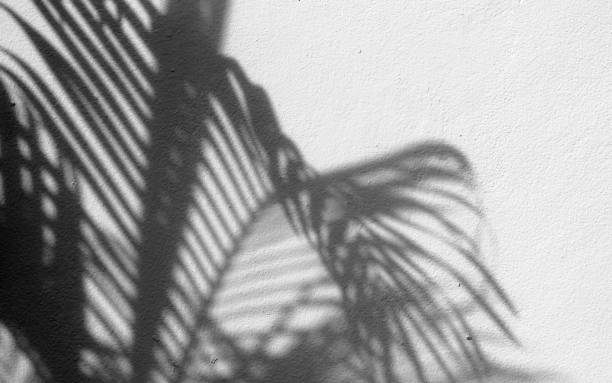 istock shadow of the leaves 874689114
