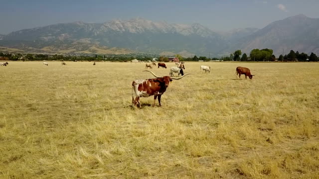 Texas Longhorn Bulls