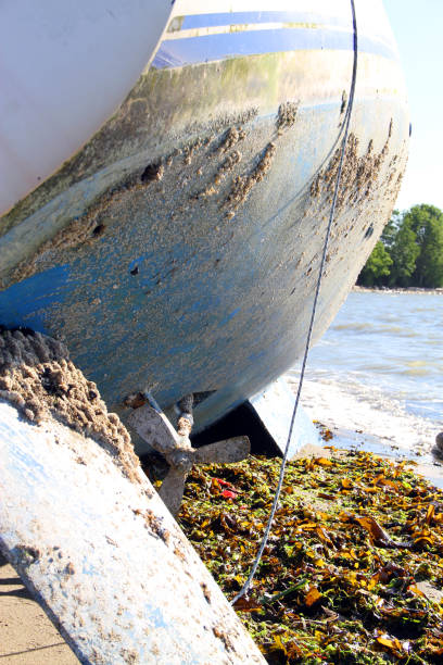 istock Out of the Water 874693566