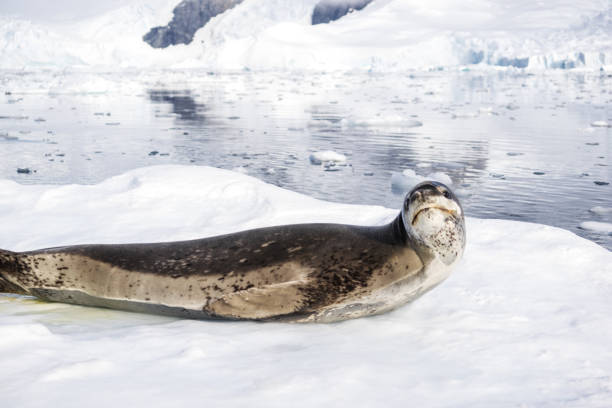 istock icy land with wild seal 874700288
