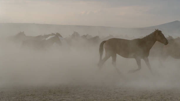 istock Horses run gallop in dust 874703448