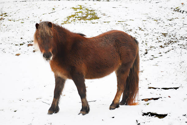 istock horse in field with bakcground white snow. 874703902