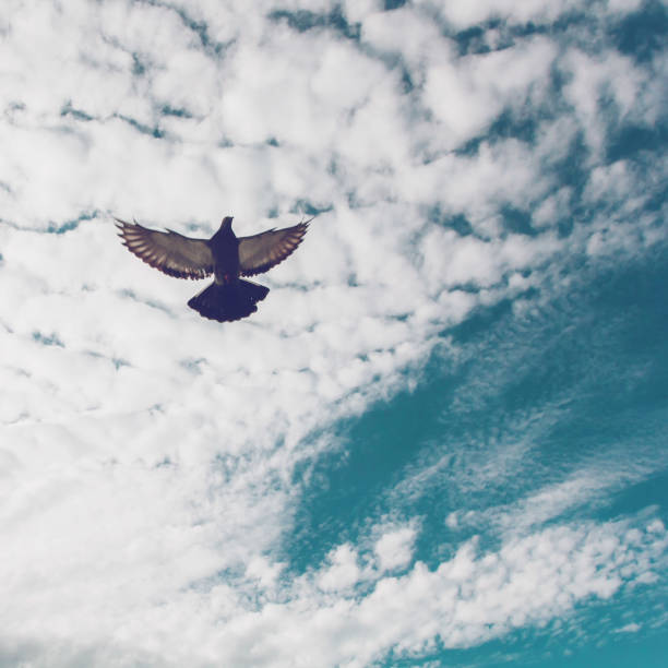 istock pigeon flying in the sky 874706798