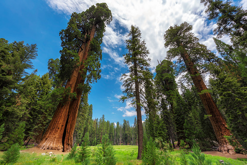 Huge Sequoia Trees In Sequoia National Park, California, USA.