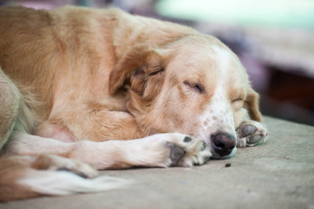 istock close up of sleeping dog 874712030