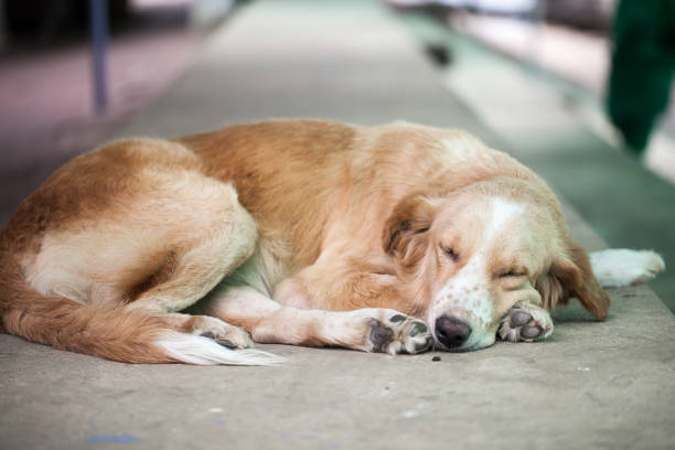istock close up of sleeping dog 874712178