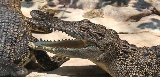istock crocodiles in the pond for care 874716520