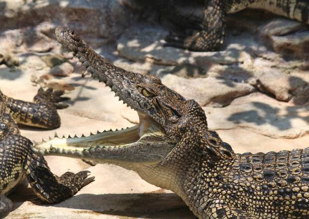 istock crocodiles in the pond for care 874716536