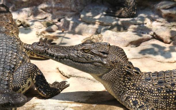 istock crocodiles in the pond for care 874716542