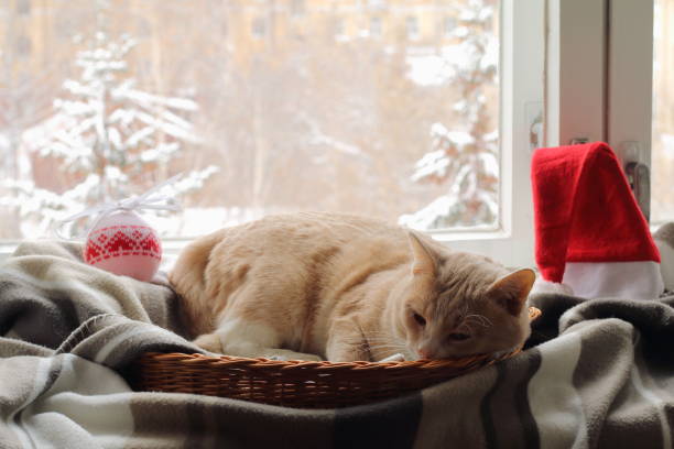 istock A red cat near the window in winter. 874716578