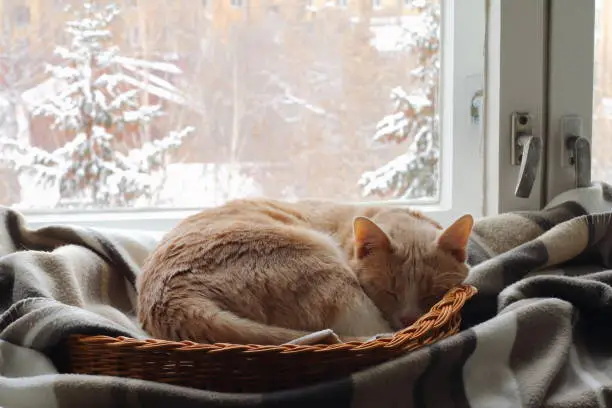 Photo of A red cat near the window in winter.