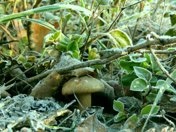 Mushroom under frozen grass close up