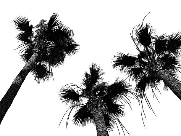 Three coco palm trees, monochrome digital illustration. Exotic island black and white background. Summer tropical concept for greeting cards, postcards, travel booklets, touristic posters, brochures, flyers, banners with text place