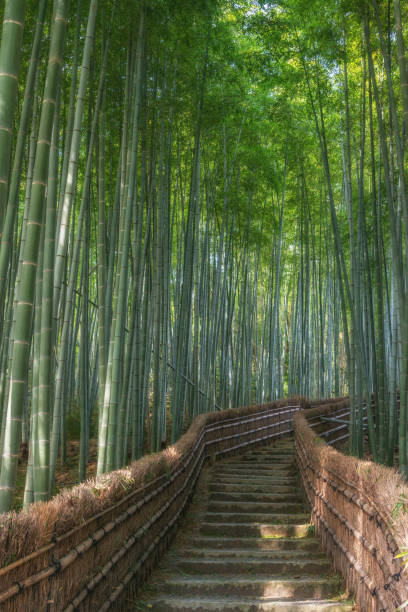 istock Path through the bamboo forest in Arashiyama, Kyoto, Japan 874719462