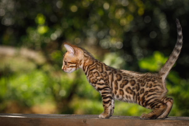 istock Bengal Cat outdoor 874731714