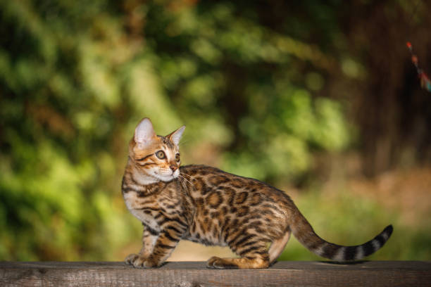istock Bengal Cat outdoor 874731806
