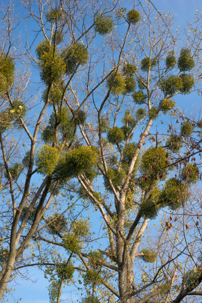 istock mistletoe parasitic plant 874732560