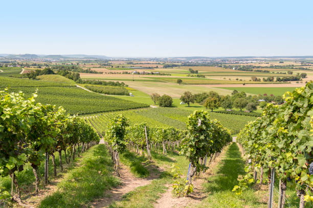 istock winegrowing scenery in Hohenlohe 874734794