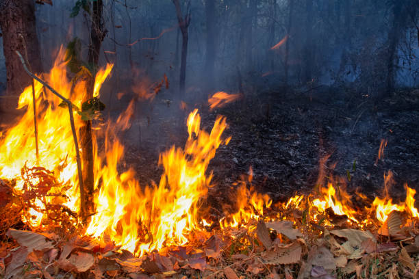istock wildfire on mountain in thailand 874735164