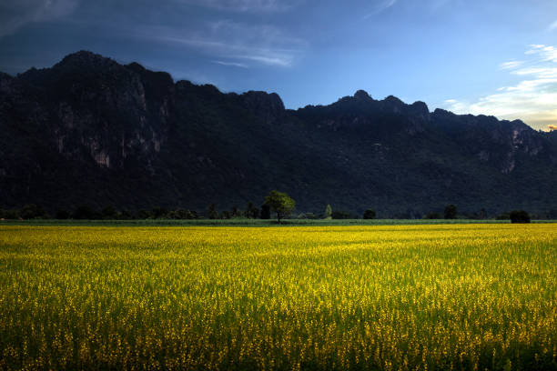 istock Sunn hemp field with mountain background 874735180